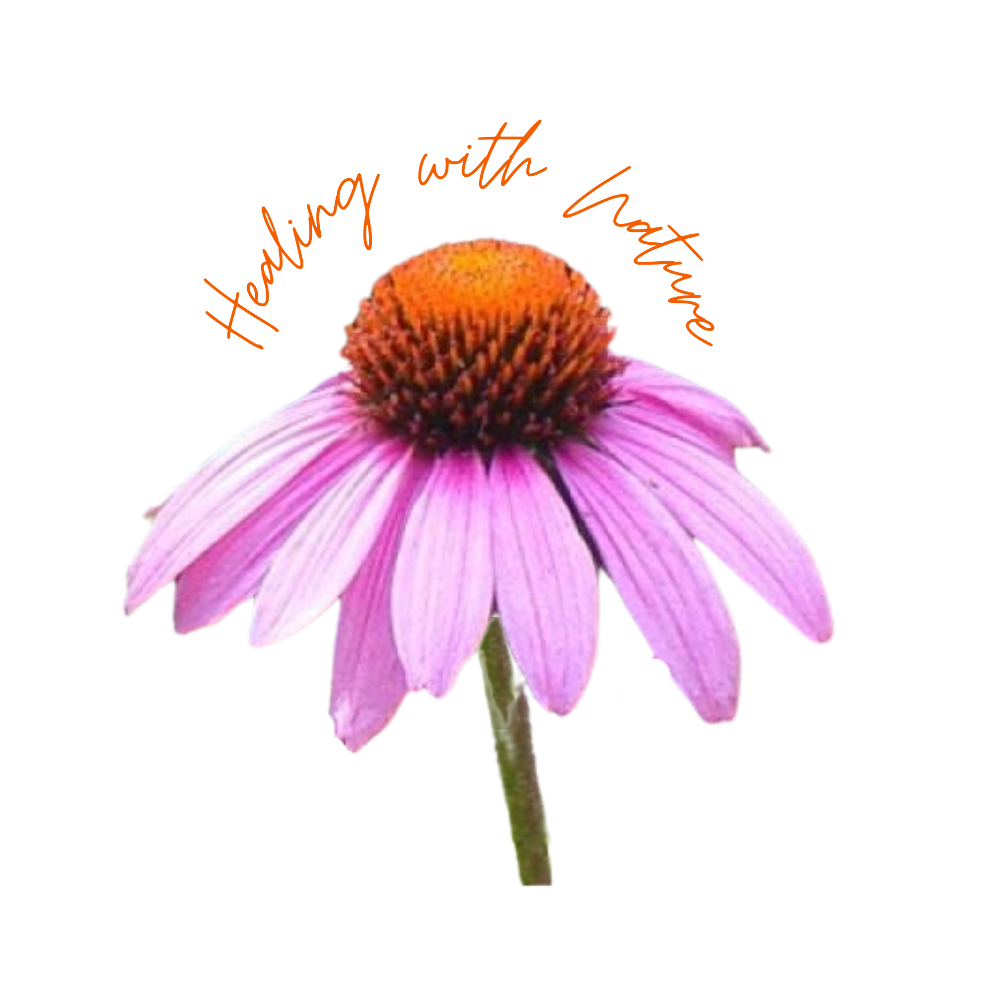 A close-up of a blooming purple coneflower. A large, spiky, reddish-orange cone rises from the center, surrounded by a ring of vibrant pink to purplish-pink petals that curve slightly downward.  Above is the caption, 