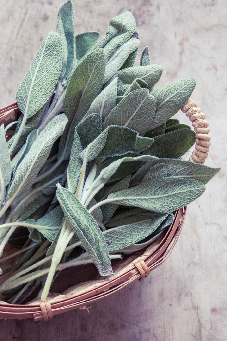 Freshly picked sage leaves gathered in a wicker basket which sits on a marble surface