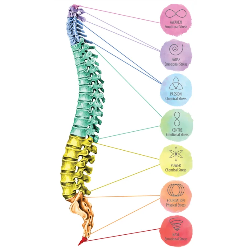 An illustration of a human spine, showing the cervical, thoracic, lumbar, sacrum, and coccyx regions in different colors.