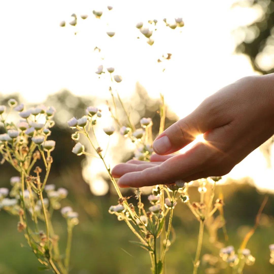 A hand gently touches delicate white wildflowers as the sun sets, casting a warm glow.